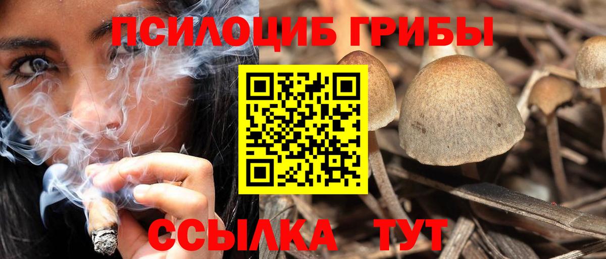 Галлюциногенные грибы Psilocybine cubensis Лесосибирск